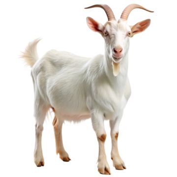 saanen goat,goat,goats,goat free,goat transparent,goat head,the goat,goat transparent background,transparent goat,transparent goatee,goat horns,goatee transparent,goatee,mustache and goatee,goatee clipart,eid al adha goat,christmas goat clipart,pygmy goat silhouette,goat meat clipart,goat horns tattoo,picture of a goats eye,goat face clipart,goat free clipart,goat eating grass,goat tattoo designs,goat black and white clipart,goat eyes images,goat side profile drawing,damascus goat skull for sale,traditional goat tattoo flash,billy goat clip art,goat clipart free,market goat boer goat silhouette,picture of masonic goat rider,images of goat eyes,capricorn goat head tattoo,messi goat photo,cartoon cute goat drawing,black goat photos,pictures of goat heads,goat head silhouette,goat clip art im Goat Horns Tattoo, Goat Black And White, Cute Goat Drawing, Saanen Goats, Goat Head Tattoo, Meat Clipart, Damascus Goat, Goat Photos, Goat Eyes