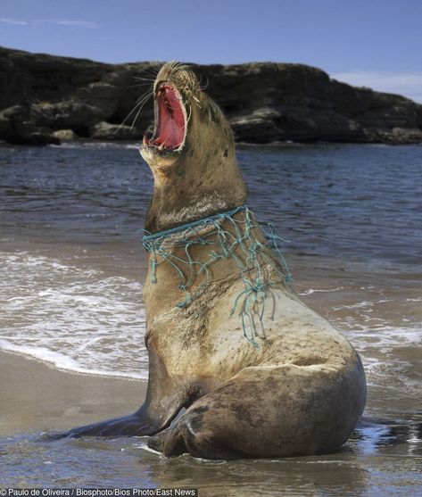 21 Sobering Photos That Show Humanity Has Reached the Peak of Its Indifference Hong Kong Beaches, Gambar One Direction, Marine Pollution, Photo Animaliere, Ocean Pollution, Save Our Earth, Save Nature, Save Our Oceans, Light Pollution