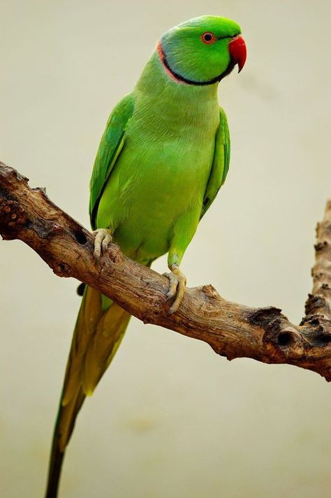 Green Parrot Bird, Ring Necked Parakeet, Beautiful Parrots, Australian Parrots, Birds Photography Nature, Talking Parrots, Parrots Art, Sunflower Pictures, Funny Parrots