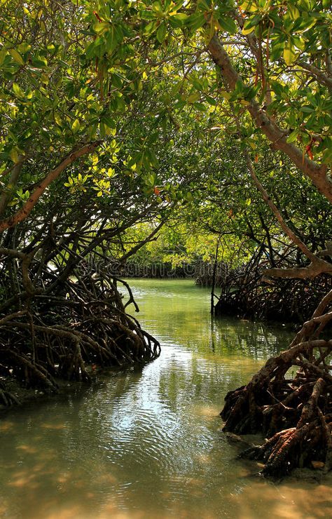 Mangrove Swamp, Ancient Greek Sculpture, Mangrove Forest, Forest Photos, Lakefront Homes, Natural Landscapes, Forest Painting, Tropical Forest, Forest Photography