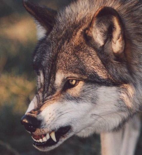 Dog Poetry, Snarling Wolf, Wolf Poses, Werewolf Aesthetic, Wolf Character, Wolf Images, Wolf Face, Wolf Photos, Creature Artwork