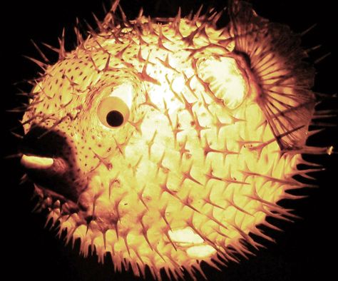 Puffer Fish Hanging Light Fish Lighting, Porcupine Fish, Tiki Pop, Fish Lamp, Human Teeth, Plastic Bottle Art, Hanging Beds, Hawaii Homes, Puffer Fish