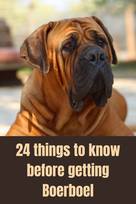 African Mastiff Dogs, African Boerboel Mastiff, Borebole Dog, Boerboel Puppies, Boerboel Mastiff, Best Guard Dog Breeds, Boerboel Dog, American Mastiff, Bull Mastiff Dogs