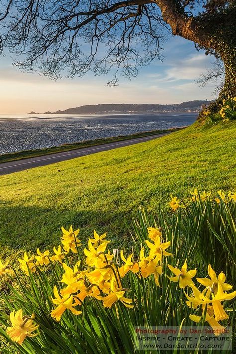 Spring Images Nature, Spring Scenes Nature Landscapes, Spring Scenery Landscapes, Yellow Nature Photography, Daffodil Photography, Yellow Meadow, Flower Field Yellow, Aesthetic Photography Nature, Beautiful Nature Wallpaper