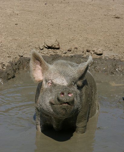 Pigs love to play in the mud. It helps them cool off. Pigs don't sweat. Pig In The Mud, Pig Mud Bath Cake, Pigs On A Farm, Muddy Pigs, Black Roses Wallpaper, Pig In Mud, Mud Bath, Swimming Pigs, Dark Art Photography