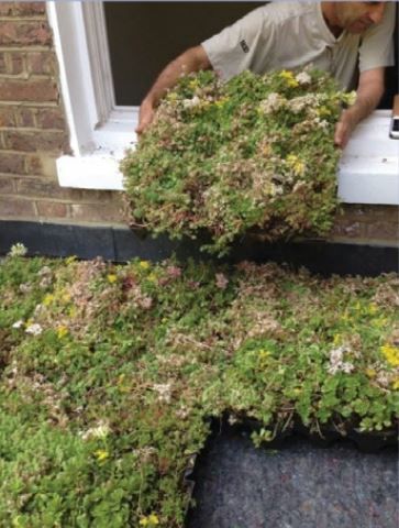 Garage Rooftop Garden, Sedum Roof Shed, Sedum Roof Architecture, Living Roof Garden, Flat Green Roof, Green Roof Shed, Living Roof House, Living Roof Shed, Garage Roof Ideas