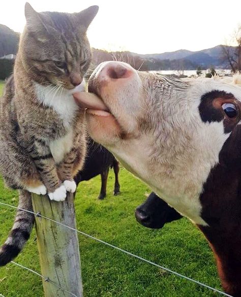 Cows Licking Everyone Fluffy Cows, Baby Cows, Pretty Animals, A Cow, Silly Animals, Cute Cows, Silly Cats, Cute Creatures, Pretty Cats