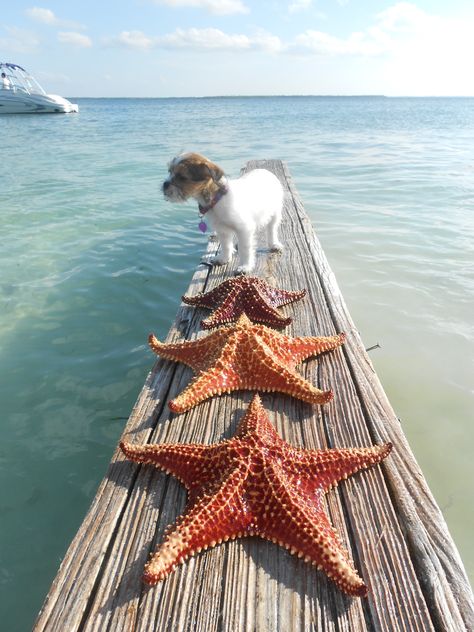 Starfish Point, Northside, Grand Cayman Cayman Islands. Visit www.rumpointretreat23.com if you want to stay close by Starfish Point. Oceanfront and beautiful! Cottages By The Sea, Clear Blue Water, She Sells Seashells, Beach Please, Sea Shore, Vitamin Sea, Grand Cayman, Interesting Stuff, Cayman Islands