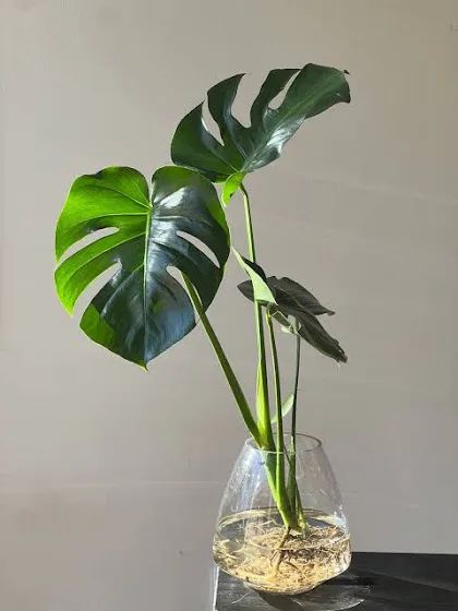 Hydro Monstera | Indoor Plant | Plant Parent.101 | Melbourne | Florist With Vase | Google Shopping Monstera In Water Vase, Plants In Water Vase, Indoor Plants In Water, Monstera Indoor, Beautiful Houseplants, Water Plants Indoor, Vertical Garden Plants, Plant In Glass, Hotel Flowers