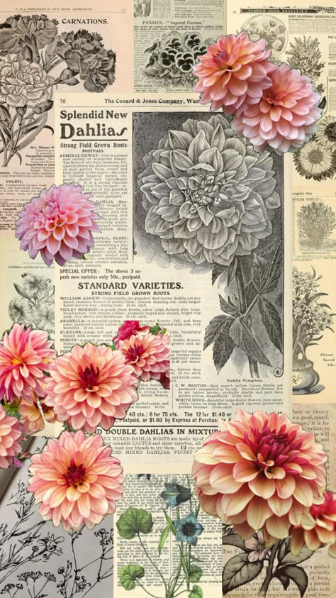 #vintage #dahlia #flowers Dahlia Core Aesthetic, Dahlia Flower Aesthetic Wallpaper, Dahlia Wallpaper Iphone, Dalia Flower Wallpaper, Dahlia Flower Aesthetic, Dahlia Flower Wallpaper, Dahlia Aesthetic, Dahlias Wallpaper, Ipad Pictures