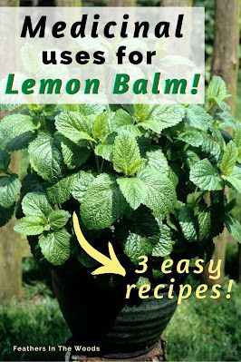 Uses For Lemon Verbena, How To Use Lemon Balm Leaves, What To Do With Lemon Balm Leaves, Lemon Balm Tincture Benefits, Lemon Balm Salve Recipe, Uses For Lemon Balm, Lemon Balm Benefits, Lemon Balm Uses, Lemon Balm Recipes