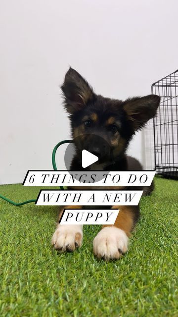 Lexi OHaver | K9 Summit Training on Instagram: "Just got a new puppy & want to train…but don’t know where to start?   Here are 6 things you can do at home with your new pup!   1. CRATE TRAIN: this is the most important piece of structure you can implement into your pups lifestyle. Crates are meant to be a safe, den-like space for them where they can go to decompress. Young puppies need around 16-18 hours of sleep a day, so use this to your crate training advantage!  2. TETHERING: teach your pup to be independent! They should be learning how to do nothing & relax without the need for constant stimulation/validation from a human! Teach your pup to self soothe & settle!  3. GROOMING + HANDLING PREP: you can prepare your pup from a young age for future vet & grooming visits by practicing touch How To Prepare For A Puppy, Crate Train, Training A Puppy, Crate Training Puppy, Potty Pads, Be Independent, Crate Training, Do Nothing, Puppy Training