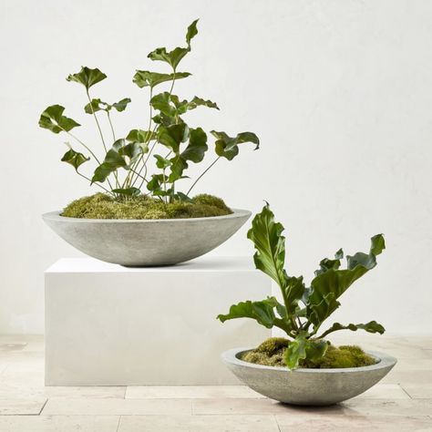 Our outdoor bowl serves as a canvas for serene, elemental creations. Extra Large Planters, White Ceramic Planter, Porcelain Planter, Easy Backdrops, Tall Planters, Cast Stone, Large Planters, Garden Stones, Outdoor Planters