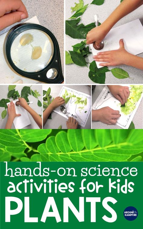 Find creative ideas and hands-on plant life cycle activities that teach your first, second, and third graders about plants. Students learn about the parts of a plant, photosynthesis, pollination, and how seeds are dispersed. Don’t miss the unique foldable flower lapbook to get kids writing about science ideal for 1st, 2nd, and 3rd graders. #plantlifecycle Pollination Activity, Plants Life Cycle Activities, Life Cycle Activities, Plant Experiments, Teaching Plants, Matter Activities, Life Cycles Activities, Planting For Kids, Plant Activities