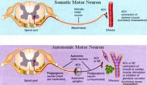 nervous+system | ... parts: the somatic nervous system and the autonomic nervous system Somatic Nervous System, Nervous System Anatomy, Neurological System, The Peripheral, Peripheral Nervous System, Medicine Notes, Autonomic Nervous System, Nursing Tips, Medical Terms