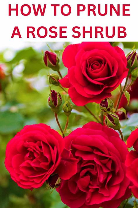 How To Prune A Rose Bush - Peaceful Living NH Trim Rose Bushes, When To Prune Roses, Rose Bush Care, Rose Hedge, How To Trim Bushes, Ground Cover Roses, Pruning Roses, Curb Appeal Landscape, Bush Garden