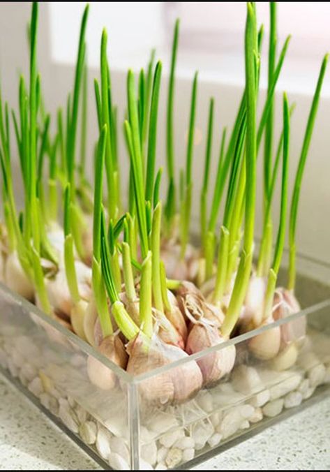 Growing Garlic In Pots, Grow Garlic Indoors, Garlic Plant, Garlic Sprouts, Plants That Repel Bugs, Hardneck Garlic, Harvesting Garlic, Planting Garlic, Growing Garlic