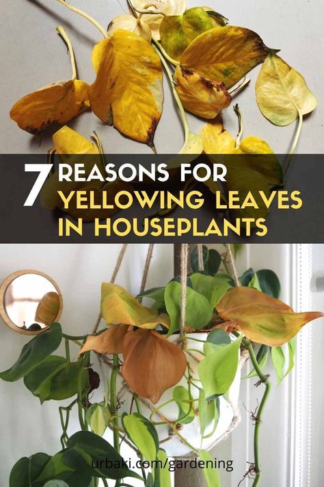 Yellow Leafs On Plant, Yellow Plant Leaves, Yellowing Leaves On Plants, Plant Leaves Problems, Yellow Leaves On Plants, Plant Knowledge, Plant Leaves Turning Yellow, Leaves Meaning, Plant Jungle