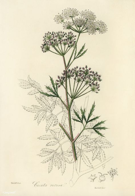 Cowbane (Cicuta virosa) illustration from Medical Botany (1836) by John Stephenson and James Morss Churchill. | free image by rawpixel.com Water Hemlock, Flowers Water, Free Illustration Images, Vintage Flower Prints, Botanical Illustration Vintage, Botanical Tattoo, Antique Illustration, Plant Drawing, Floral Artwork