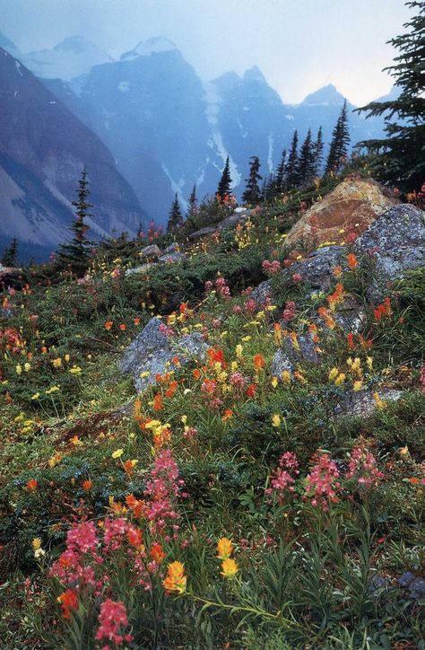 Wildflowers on a mountain side 숲 사진, Matka Natura, Glacier National, Alam Yang Indah, Glacier National Park, Sanskrit, Nature Aesthetic, Pretty Places, On The Side