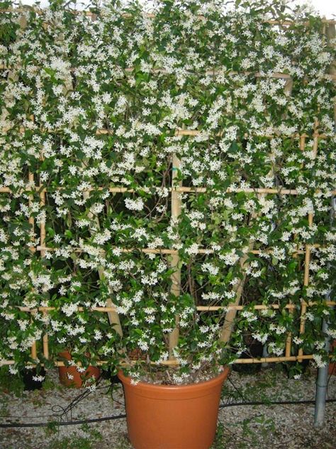 Outdoor Flowering Plants, Balcony Garden Ideas, Trachelospermum Jasminoides, Vine Trellis, Narrow Garden, Jasmine Plant, Star Jasmine, Flower Boutique, Outdoor Flowers