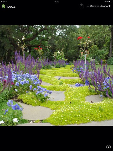 Camomile lawn Camomile Garden, Camomile Lawn, Chamomile Lawn, Lawn Problems, Lawn Ideas, Plant Room, Planting Design, Garden Inspo, Back Garden Design