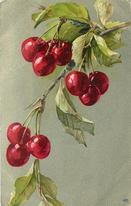 catherine klein | cherries on a branch, 1905 Cherries Painting, Catherine Klein, Botanisk Illustration, Watercolor Fruit, Fruit Painting, 수채화 그림, China Painting, Porcelain Art, Fruit Art