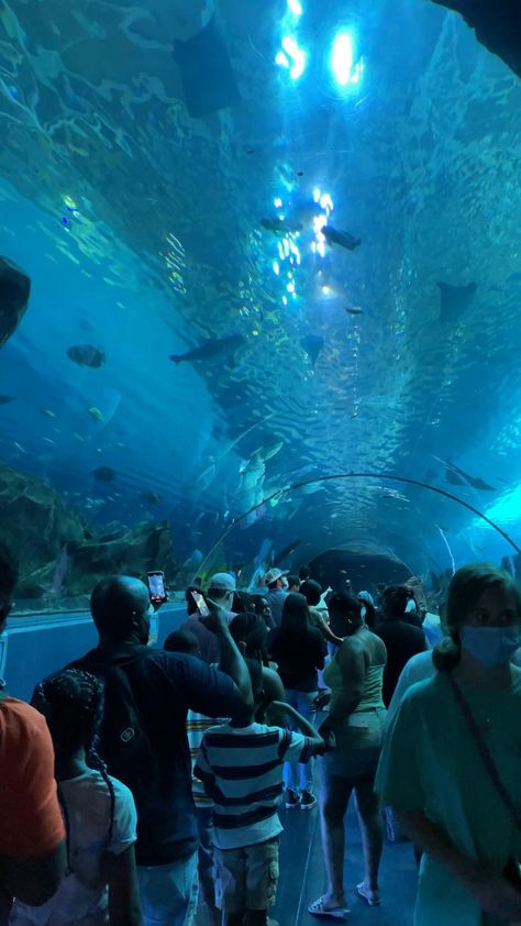 Toronto Aquarium, Beautiful Tree Houses, Dubai Video, Underwater House, Georgia Aquarium, Underwater Sea, Vacation Photography, Instagram Frame, Photography Travel