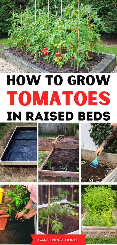 How to Grow Tomatoes in a Raised Garden Bed Raised Tomato Beds, Trellis For Grapes, Tiered Garden Boxes, Preparing Garden Beds, Outdoor Trellis Ideas, How To Grow Cherries, Making Raised Garden Beds, Above Ground Garden, Tomato Planter