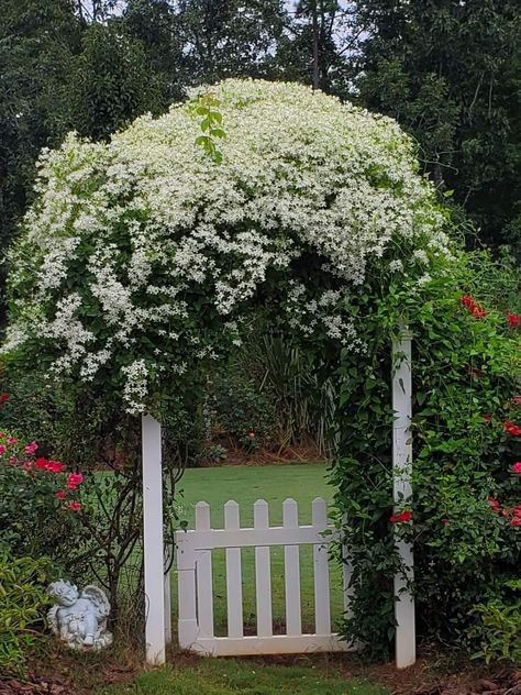 Sweet autumn clematis blooming. Sweet Summer Love Clematis, Clematis Blue Angel, Sweet Autumn Clematis, Clematis Early Sensation, Autumn Clematis, Clematis Plants, Clematis, Garden Arch, Outdoor Structures