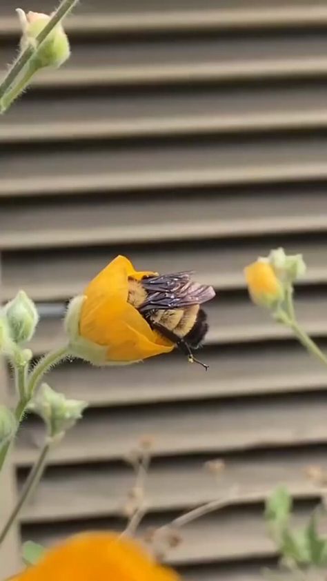 Bee Butts, Science Girl, Leg Tattoo, Bee On Flower, Very Tired, Leg Tattoos, A Flower, Bee, Art Inspiration