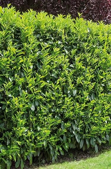 Portuguese Cherry Laurel (Prunus lusitanica) Hedges | InstantHedge Prunus Lusitanica Hedge, Cherry Laurel Hedge Privacy Fences, Laurel Hedge Ideas, Portuguese Laurel Hedge, Cornish Hedge, Garden Hedge Ideas, Evergreen Privacy Hedge, Cherry Laurel Hedge, Portuguese Laurel