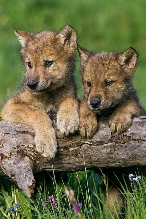 Wolf Pups, Wolf Puppy, Baby Wolves, Talking Animals, Baby Wolf, Wolf Pup, Wolf Love, Wild Wolf, Wolf Pictures