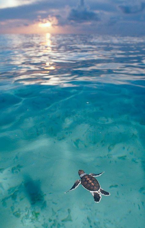 Baby Sea Turtle World Turtle, World Turtle Day, Turtle Day, Green Sea Turtle, Beach Quotes, Dry Oil, A Turtle, Green Sea, In The Ocean