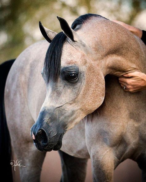 Cai Arabi, حصان عربي, Arabian Stallions, Beautiful Arabian Horses, Most Beautiful Horses, Animale Rare, Majestic Horse, All The Pretty Horses, Horse Crazy