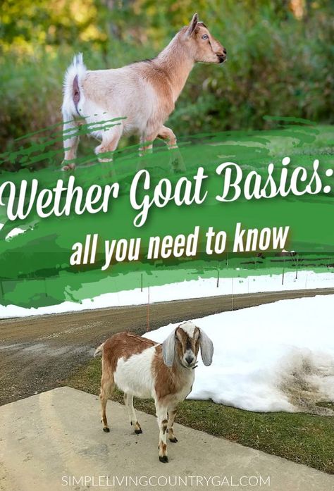 What is a goat wether and why do you want to have one in a goat herd? Are you looking for a docile, low-maintenance addition to your homestead? Consider adding a wether goat! Learn how to care for your new four-legged friend and keep him happy and healthy with these tips on proper diet, housing, and risk of urinary calculi prevention. Trimming Goat Hooves, Toggenburg Goat, Breeding Goats, Nigerian Goats, Goat Milking, Female Goat, Show Goats, Nubian Goat, Goat House