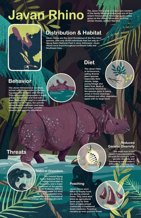 Jessie Lin - Rapp|Art Animal Information Poster, Nature Infographic Design, Bird Infographic, Illustrative Infographic, Infographics Design Ideas, Infographic Illustration Design, Nature Infographic, Wildlife Infographic, Javan Rhino