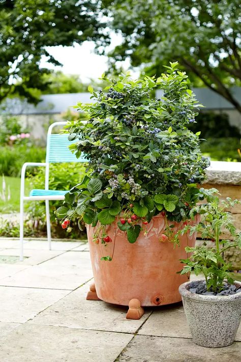 How to Grow Raspberries in Containers Some raspberry varieties grow too large to easily grow in containers, but newer types, such as 'Heritage' or 'Raspberry Shortcake', a dwarf, thornless variety, are well suited to growing in large pots. If you choose another variety, be sure it is a fall-bearing type. Planting tips: Plant raspberries in a container that is at least 24 to 36 inches wide and deep. Half-barrels or five-gallon pots are ideal sizes that allow enough room for new canes to grow Berry Garden Layout, Grow Berries, Blueberry Gardening, Strawberries In Containers, Zinnia Garden, Raspberry Bush, Growing Raspberries, Types Of Berries, Raspberry Plants