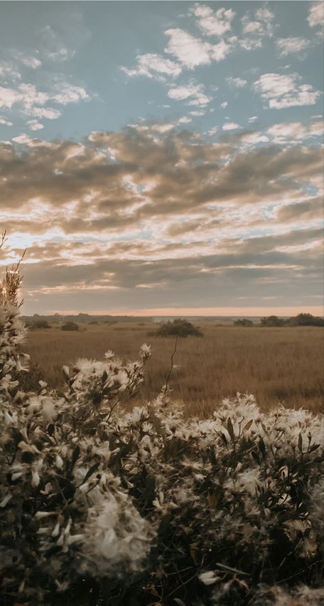 Flowers in foreground with a sunset over the marsh. Ipad Wallpaper Country Aesthetic, Farmhouse Vibes Aesthetic, Asthetic Picture Wallpaper Ios 16, Vintage Western Background, Western Iphone Home Screen, Authentic Iphone Wallpaper, Phone Wallpaper Patterns Vintage, Western Boho Background, Southern Wallpaper Iphone