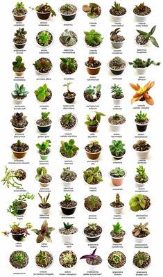 Identify What Types of Succulents You Own - Succulent Plants UK Multiplier Des Plantes Grasses, Desert Landscaping Backyard, Plants Terrarium, Succulent Outdoor, Different Types Of Succulents, Succulent Names, Types Of Succulents Plants, Kaktus Dan Sukulen, Buy Succulents