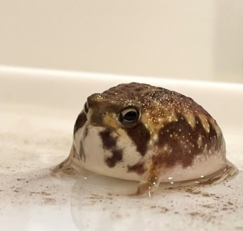 Desert Rain Frog Wallpaper, Potato Fairy Frog, Rain Frogs Cute, Potato Frog, Dessert Rain Frog, Common Rain Frog, Pfp Frog, Frog Art Aesthetic, Frog Pose Yoga