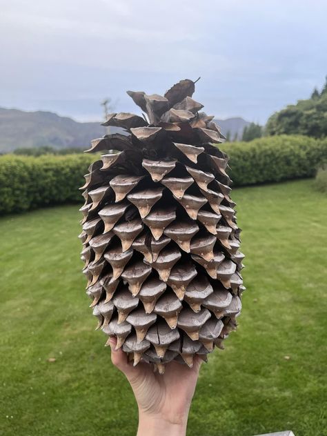 Here’s why you should hang a pine cone near your back door Extra Large Pinecones Ideas, Giant Pine Cones Decorating Ideas, Large Pinecones Ideas, Giant Pine Cones, Large Pine Cones, Jenny Brown, Cone Crafts, Sky Day, Cones Crafts