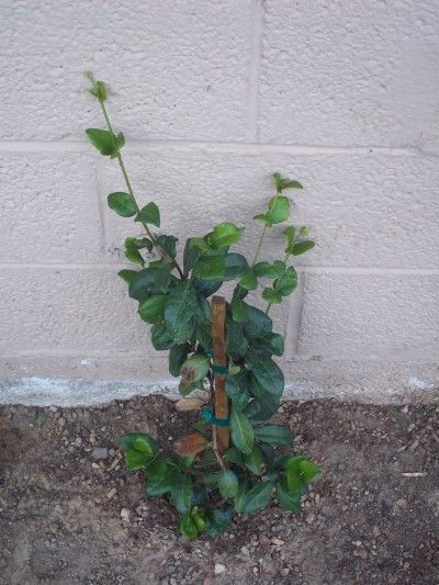 Starting A Jasmine Plant – When And How To Propagate Jasmine Plants Jasmine Propagation, Propagation Tips, Jasmine Vine, Jasmine Plant, Ground Covers, Plant Propagation, Plant Growing, Starting A Garden, Tomato Garden