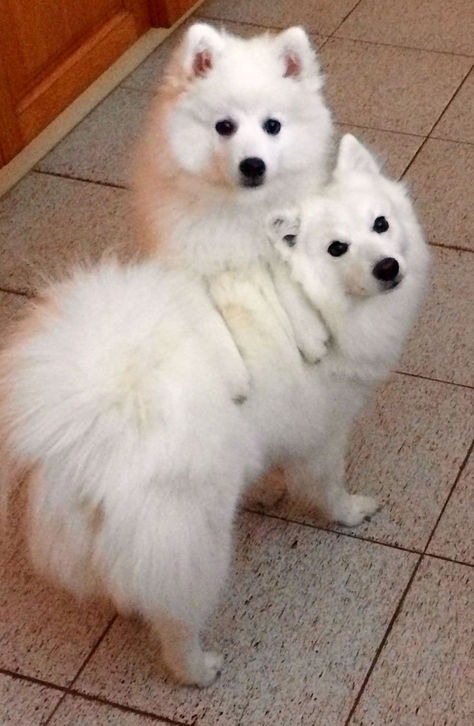 Explore the costs of owning an American Eskimo Dog. From adoption fees to grooming and healthcare, plan financially for this playful breed. 🐾 #AmericanEskimoDog #EskieLove #FluffyPup #DogsofPinterest #EskieNation #PuppyLove #FurryFriend #EskieLife #DogsofInstagram #EskieObsessed Spitz Dog Breeds, Japanese Spitz Dog, Spitz Puppy, Every Dog Breed, Spitz Dogs, Japanese Spitz, Samoyed Dogs, Pretty Dogs, Snow Dogs