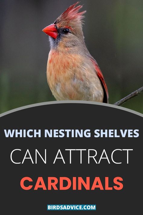 Which Nesting Shelves Can Attract Cardinals Bird Houses For Cardinals, Cardinal Bird House Plans, Cardinal Birdhouse Plans, Cardinal House Diy, Diy Cardinal Bird Feeder, Cardinal Nesting Box Plans, Nesting Boxes Diy, Cardinal Bird House, Fixed Mutable Cardinal