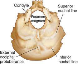 Occipital Bone Anatomy, Occipital Bone, Skeletal System Anatomy, Sphenoid Bone, Axial Skeleton, Paranasal Sinuses, Maxillary Sinus, Radiologic Technology, Internal Carotid Artery