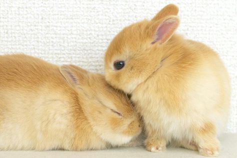 Aesthetic Bunny Pfp, Tiny Baby Animals, Sleeping Bunny, Cute Bunny Pictures, Kawaii Bunny, Bunny Pictures, Cuddly Animals, Super Cute Animals