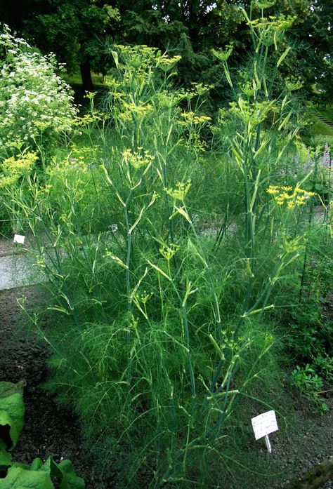 Growing Fennel, Fennel Herb, Foeniculum Vulgare, Herb Gardening, Garden Veggies, Veg Garden, Growing Herbs, Veggie Garden, Planting Herbs