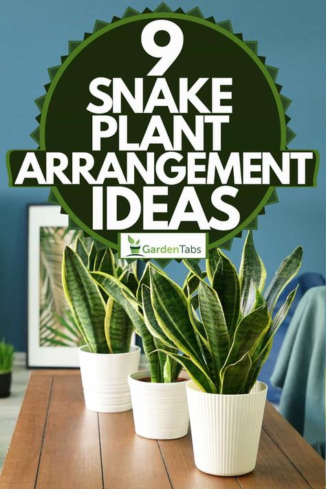 9 Snake Plant Arrangement Ideas - Garden Tabs Snake Plant Decor, Snake Plant Indoor, Snake Plant Propagation, Snake Plant Varieties, Air Cleaning Plants, Snake Plant Care, Snake Plants, Plant Problems, Growing Plants Indoors