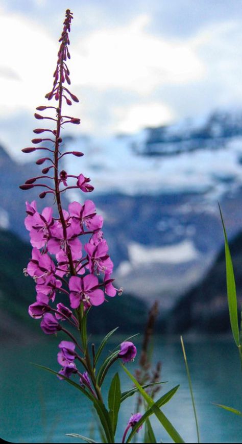 Herb Arrangements, Fireweed Tattoo, Fireweed Flower, Willow Herb, Wildflowers Photography, Sticker Designs, Art Series, Flowers Nature, Ikebana